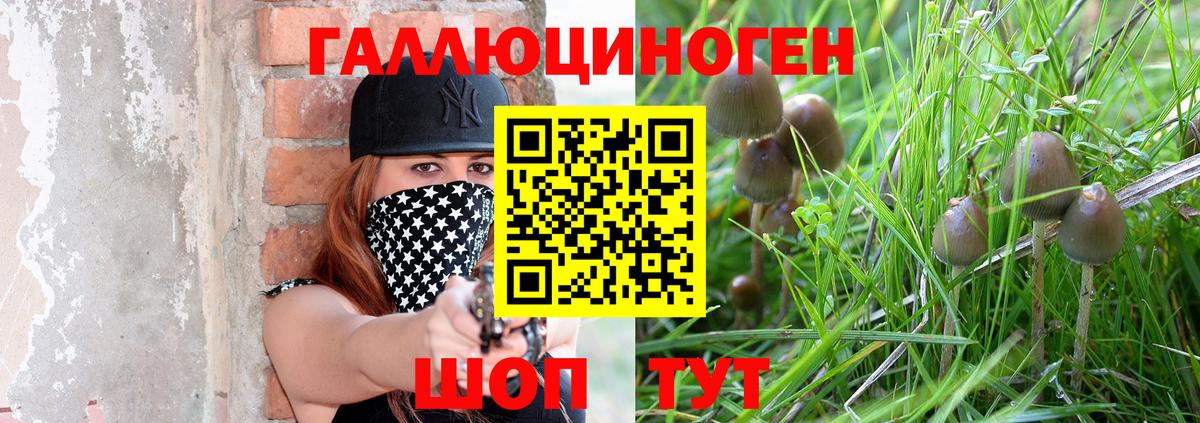 Галлюциногенные грибы Psilocybe Камышин